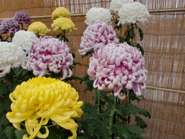 土浦菊まつり菊花品評大会イメージ画像