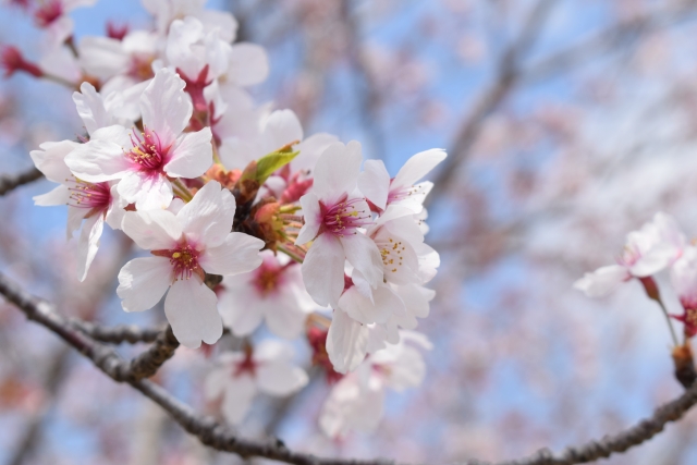 さくらの花