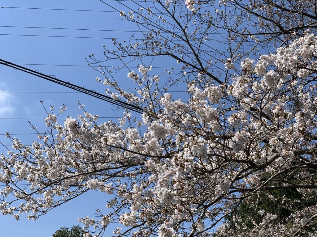 常陸風土記の丘さくらまつり