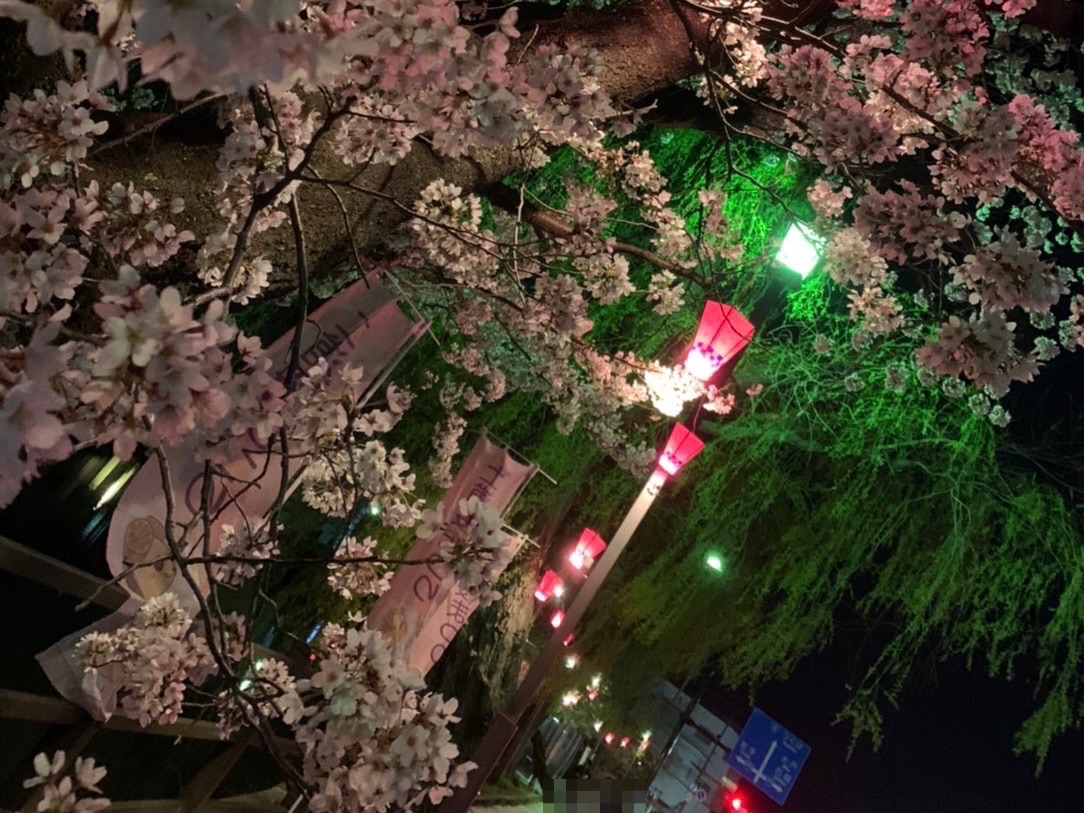 亀城公園夜桜