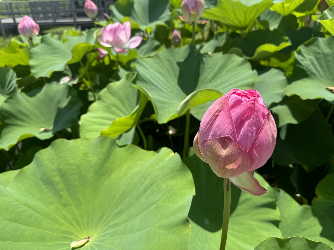 土浦ネイチャーセンターの花蓮