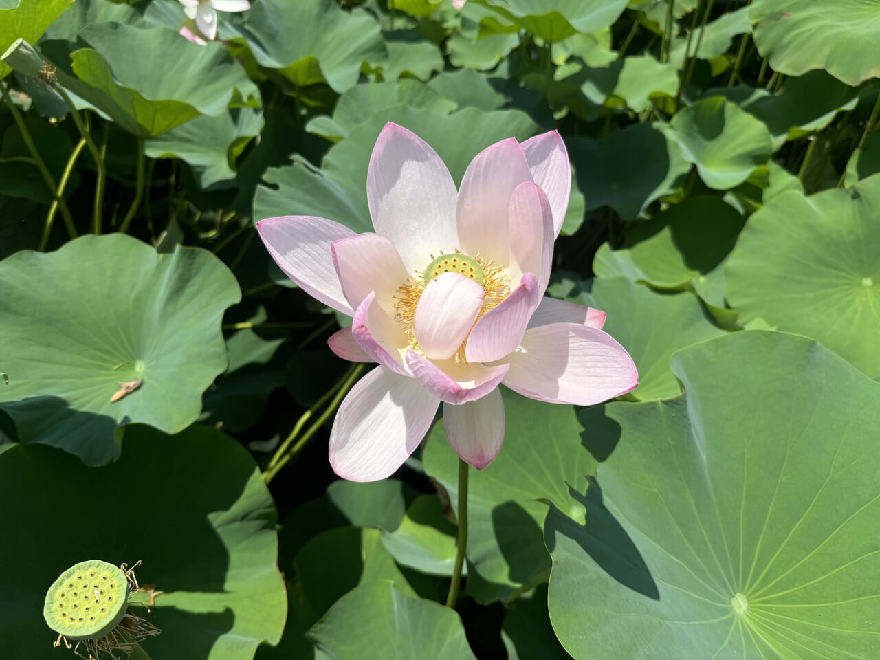 土浦ネイチャーセンターの花蓮