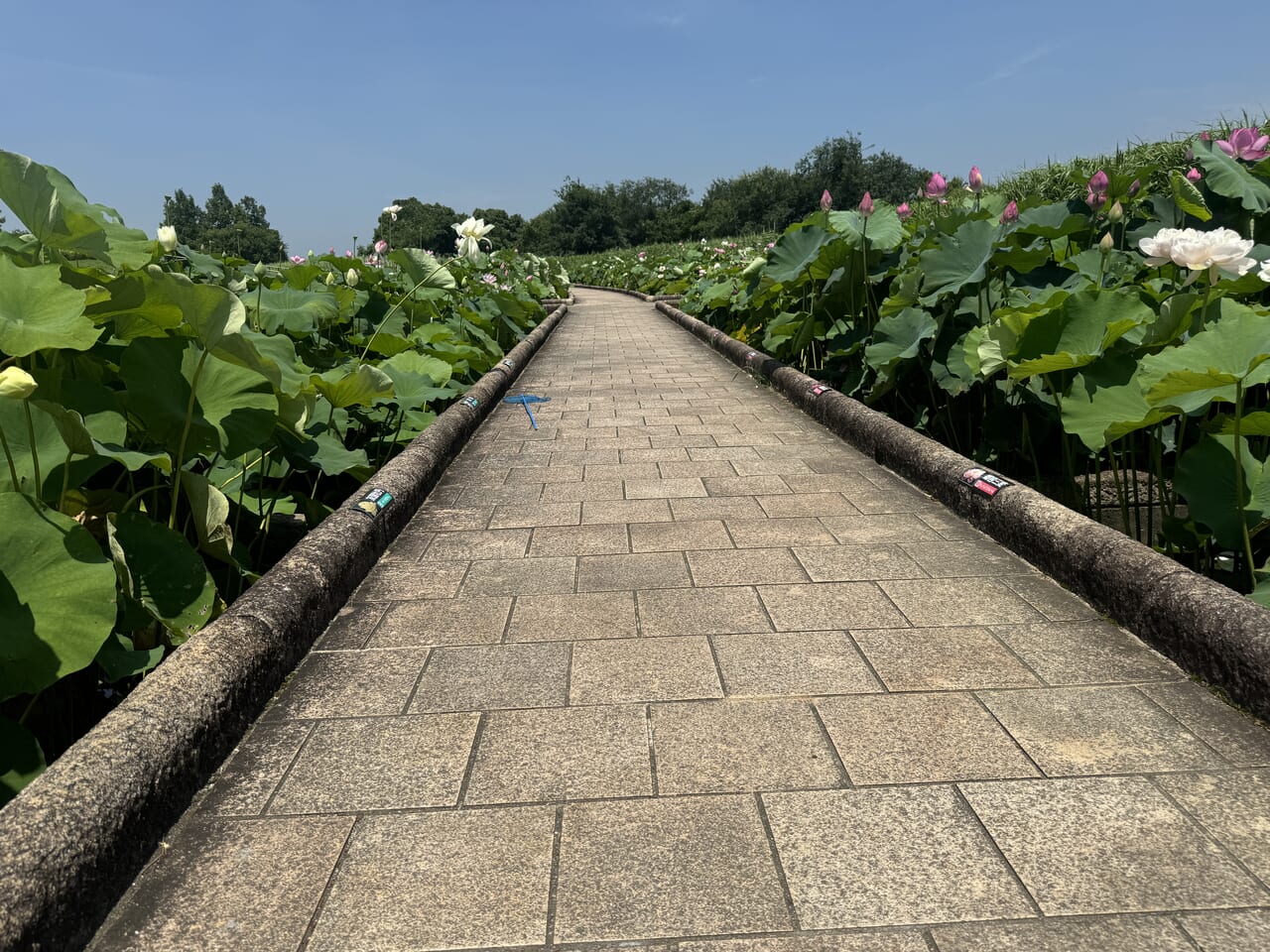 土浦ネイチャーセンターの花蓮