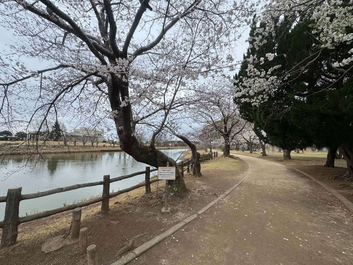 荒川沖ＤＯ！！桜フェスティバル（乙戸沼公園）