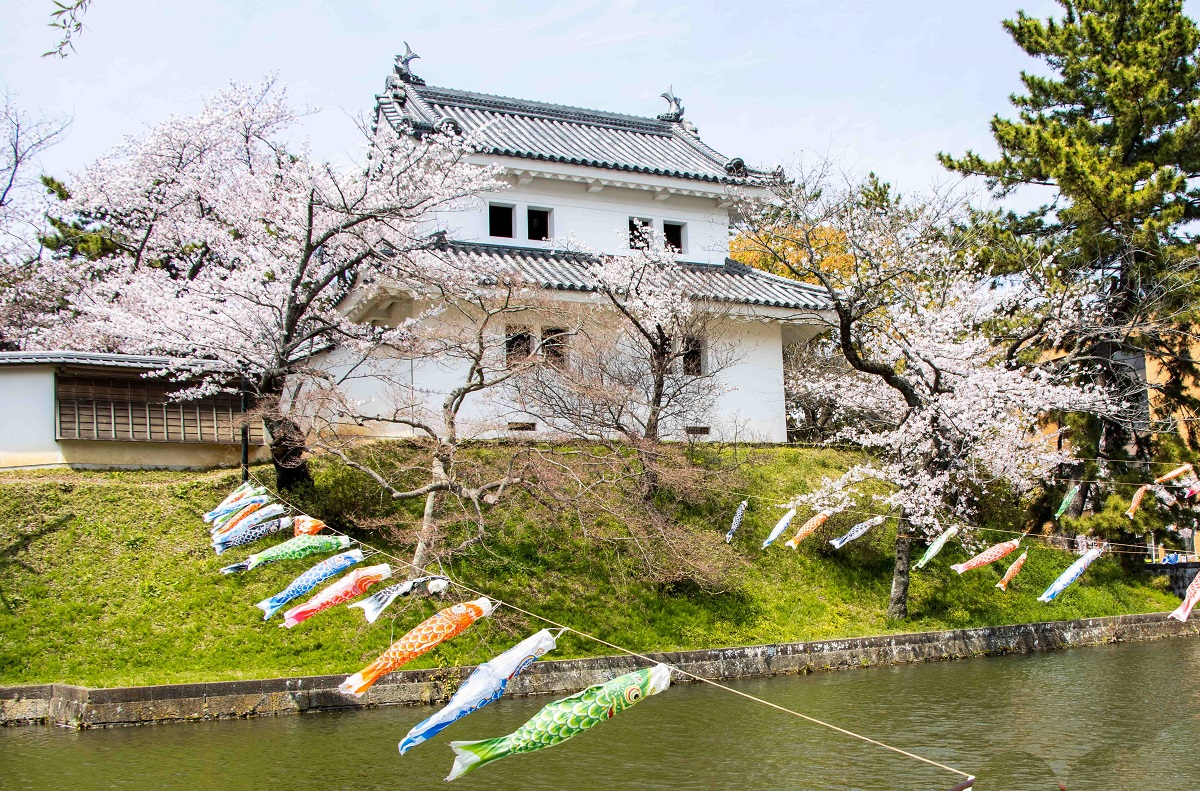 土浦の鯉のぼり（亀城公園）