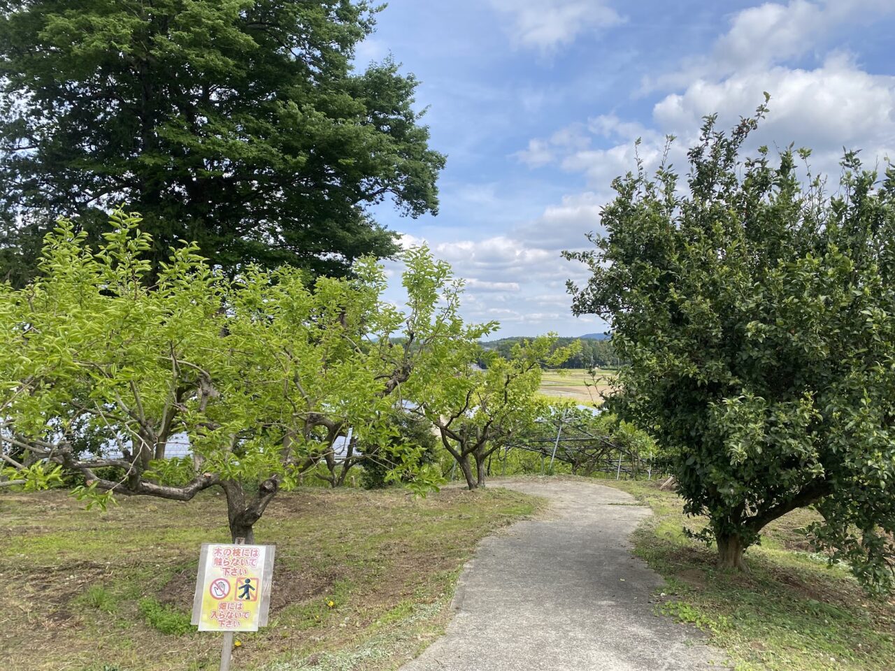 「いちご家のむのむ」に続く道