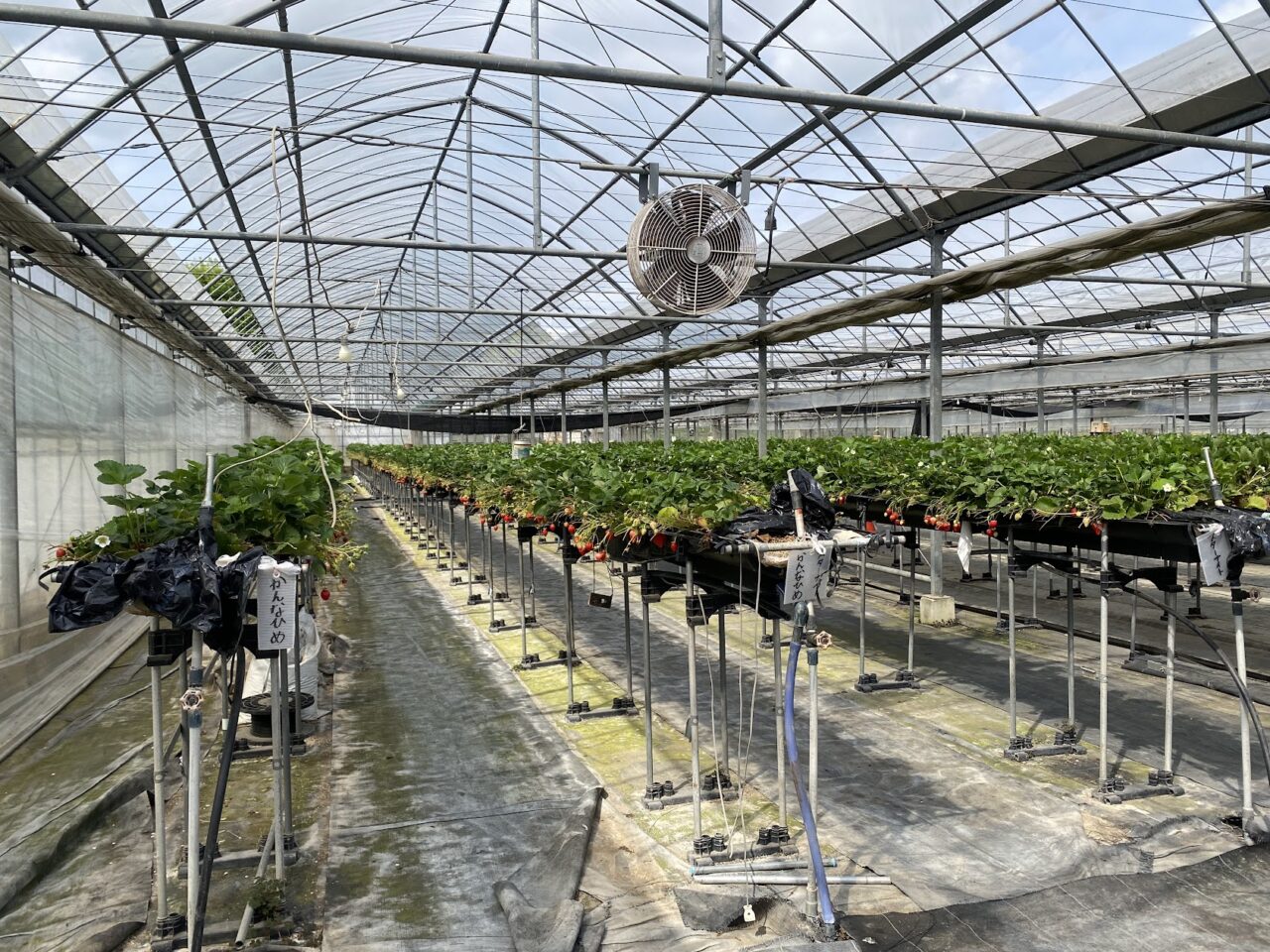 「いちご家のむのむ」のハウス