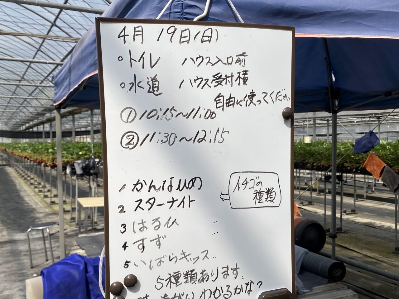 当日の食べ放題の品種が書かれた「いちご家のむのむ」のホワイトボード