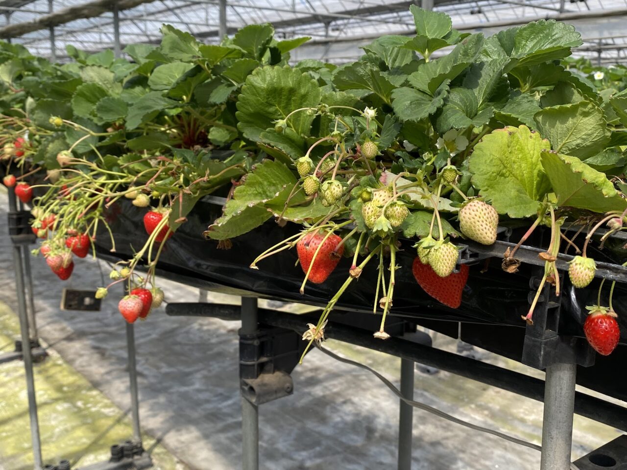 「いちご家のむのむ」のハウス内