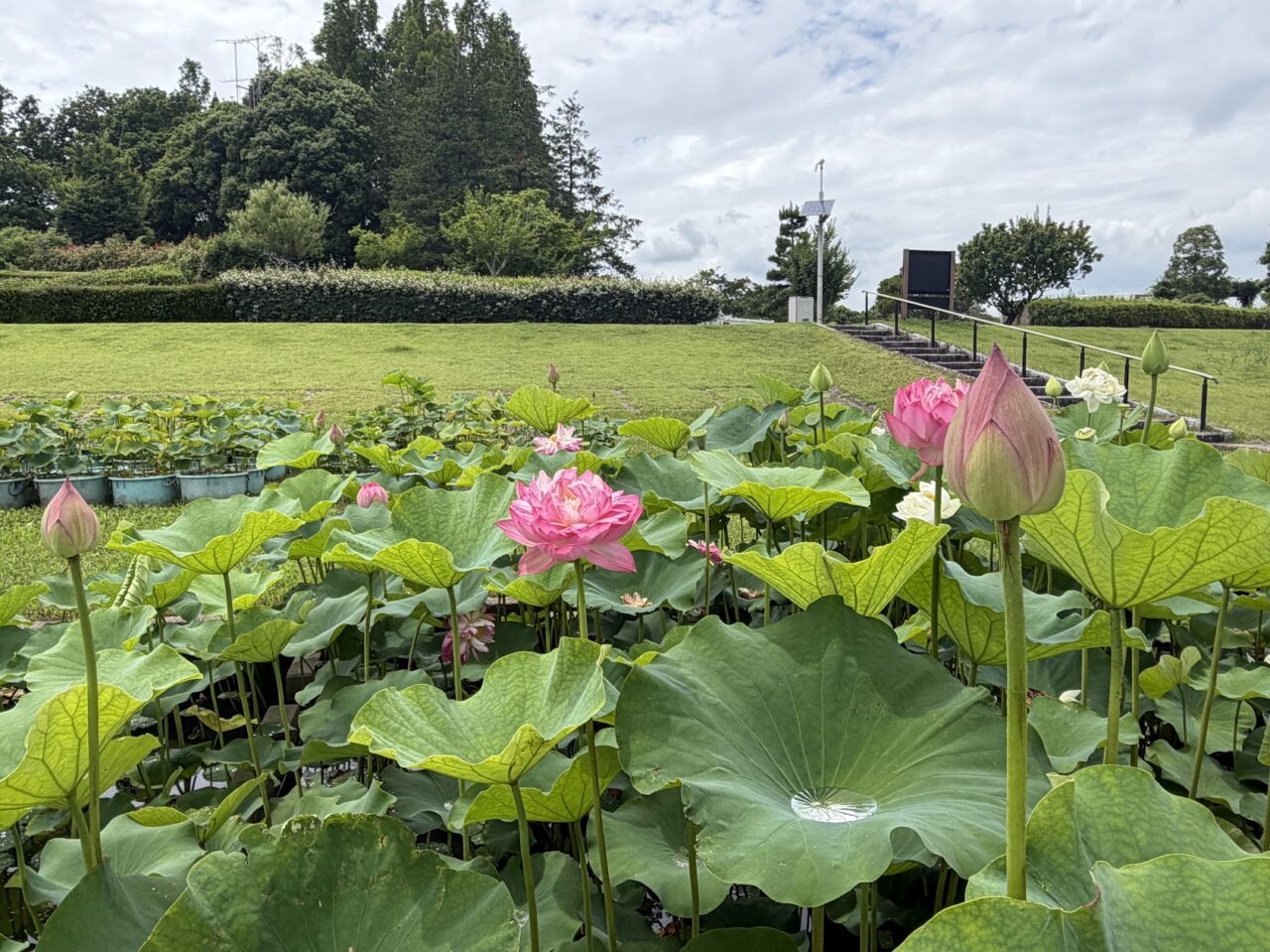 霞ヶ浦総合公園の花蓮園