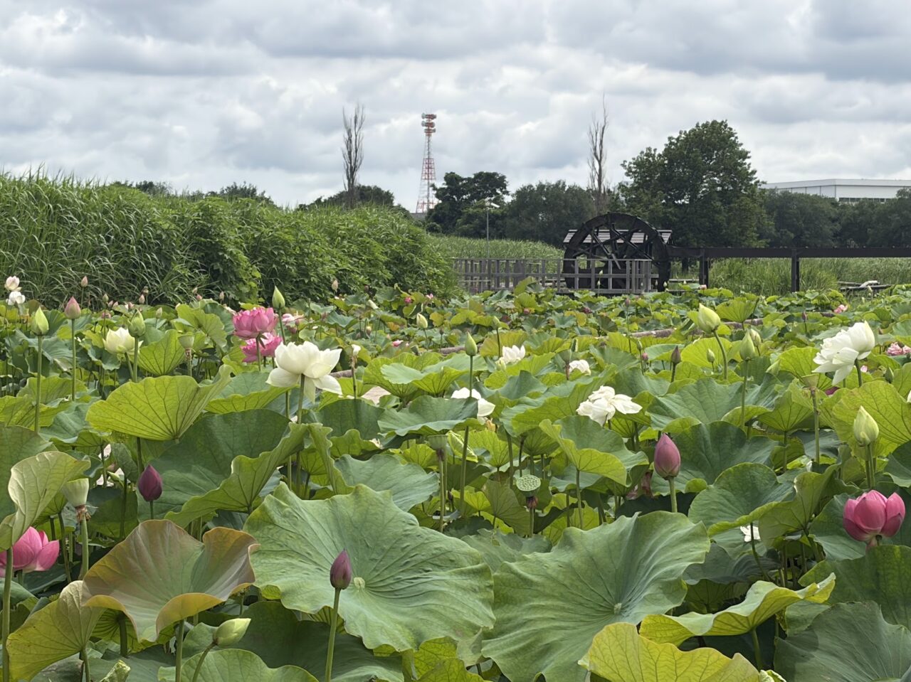 霞ヶ浦総合公園の花蓮園