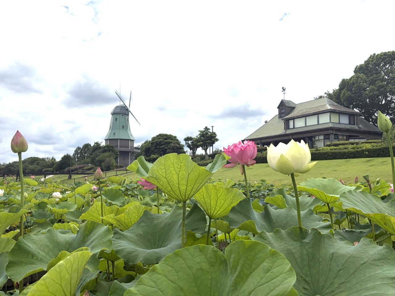 霞ヶ浦総合公園の花蓮園