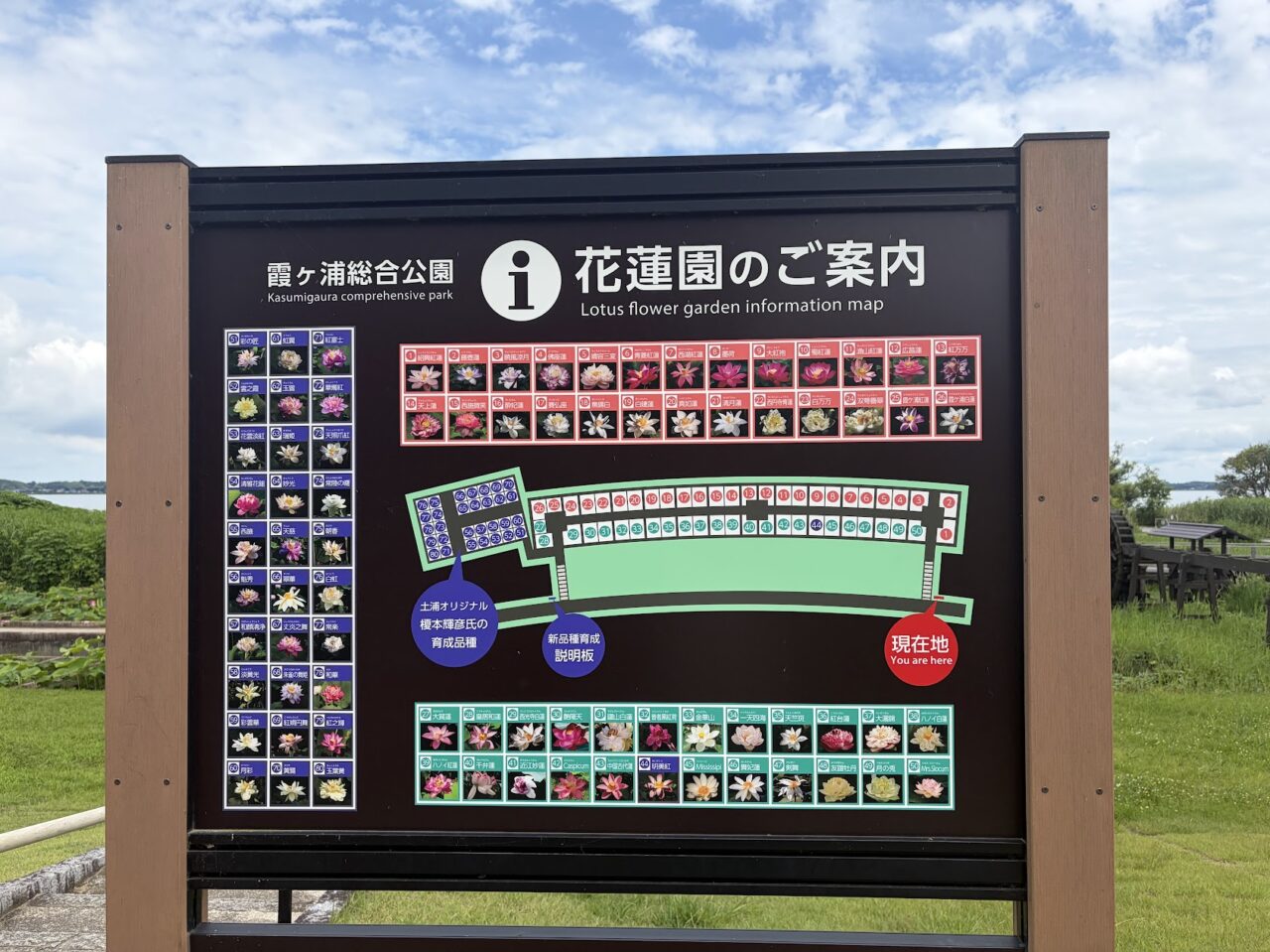 霞ヶ浦総合公園の花蓮園
