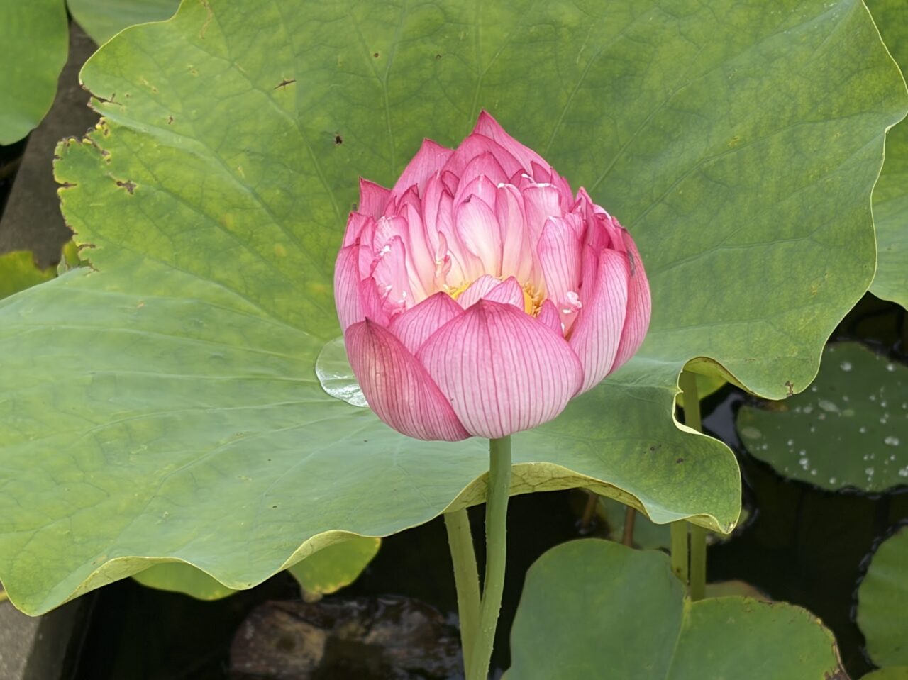 霞ヶ浦総合公園の花蓮園