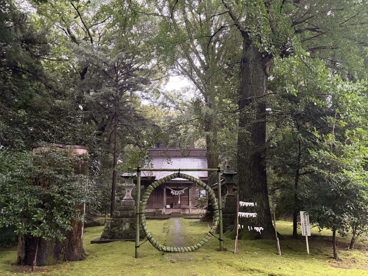 子安神社の芽の輪
