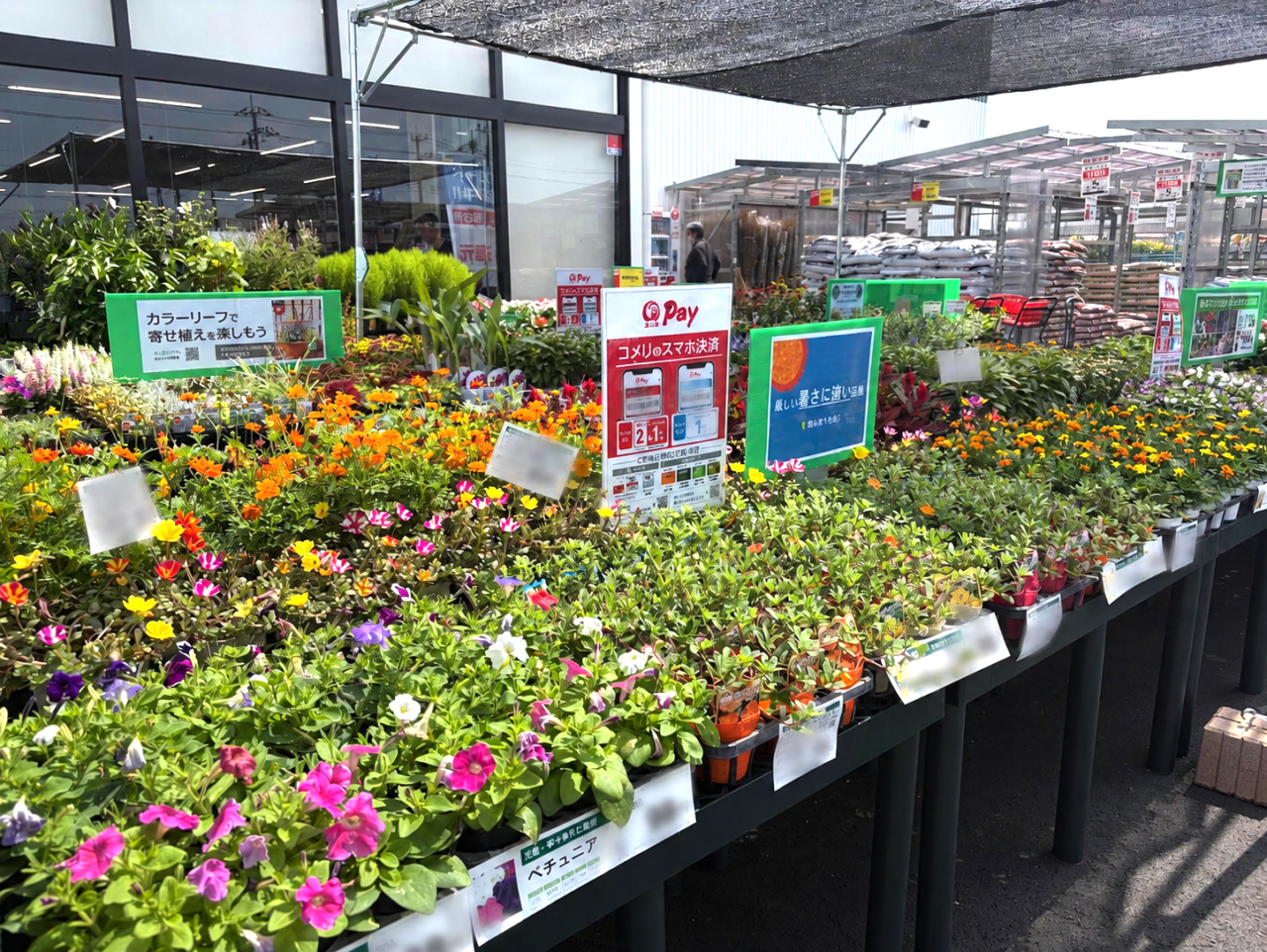 コメリ出島店の花コーナー