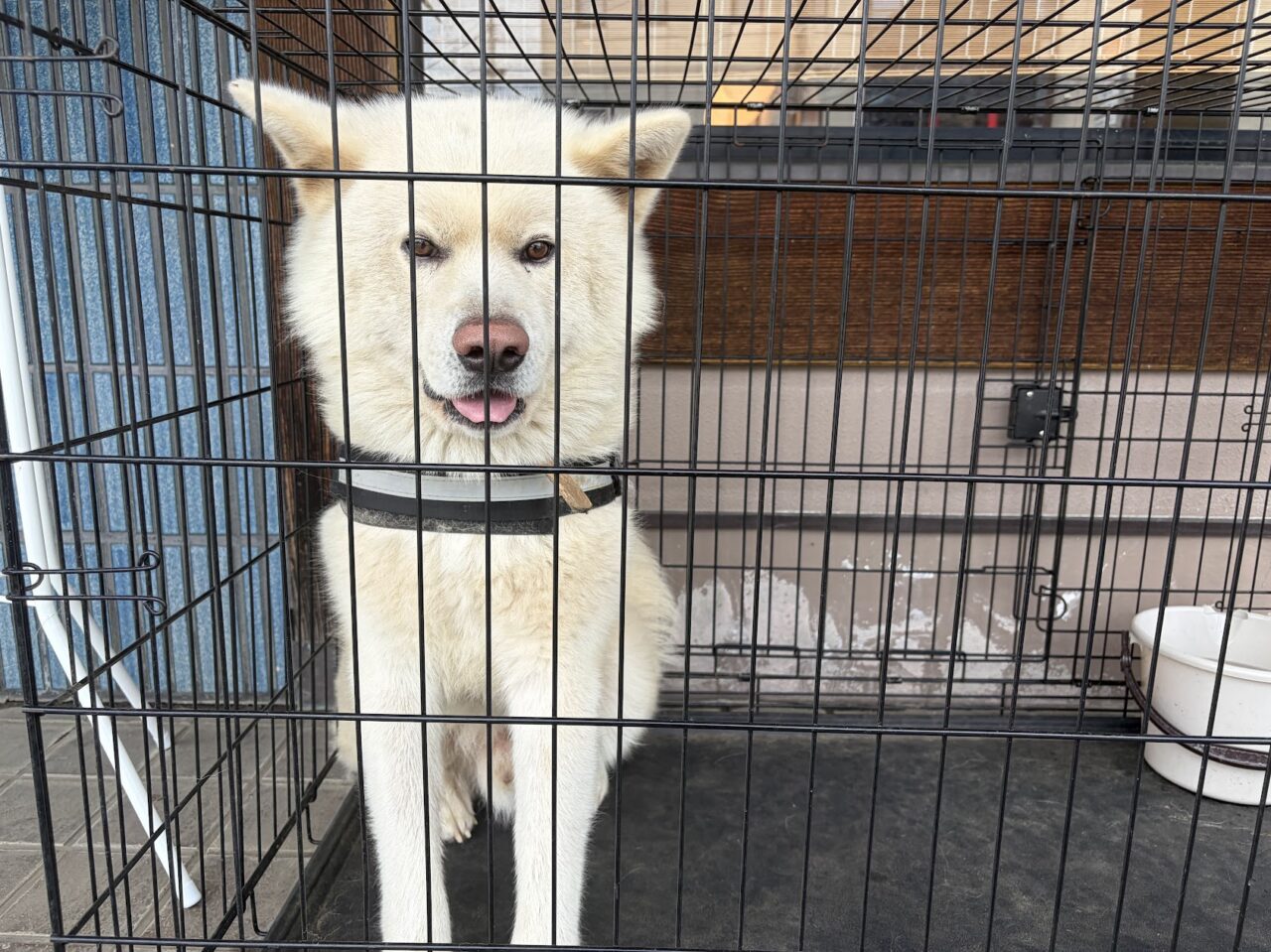 とんかつたやま石岡店の看板犬