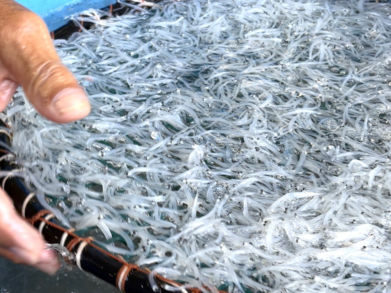 常磐商店で生白魚を選別する漁師