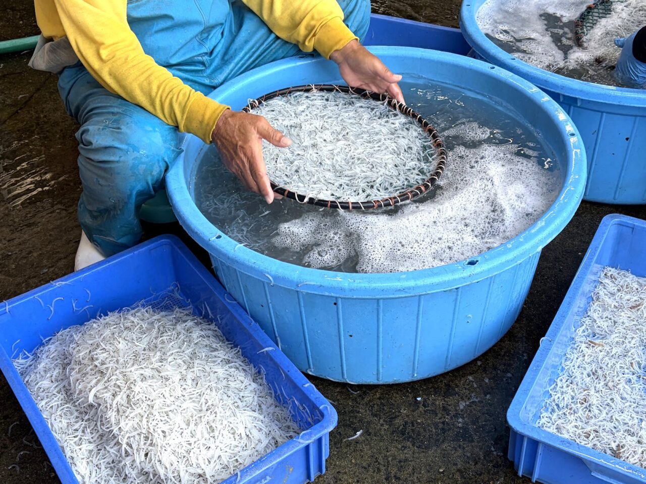 常磐商店で生白魚を選別する漁師