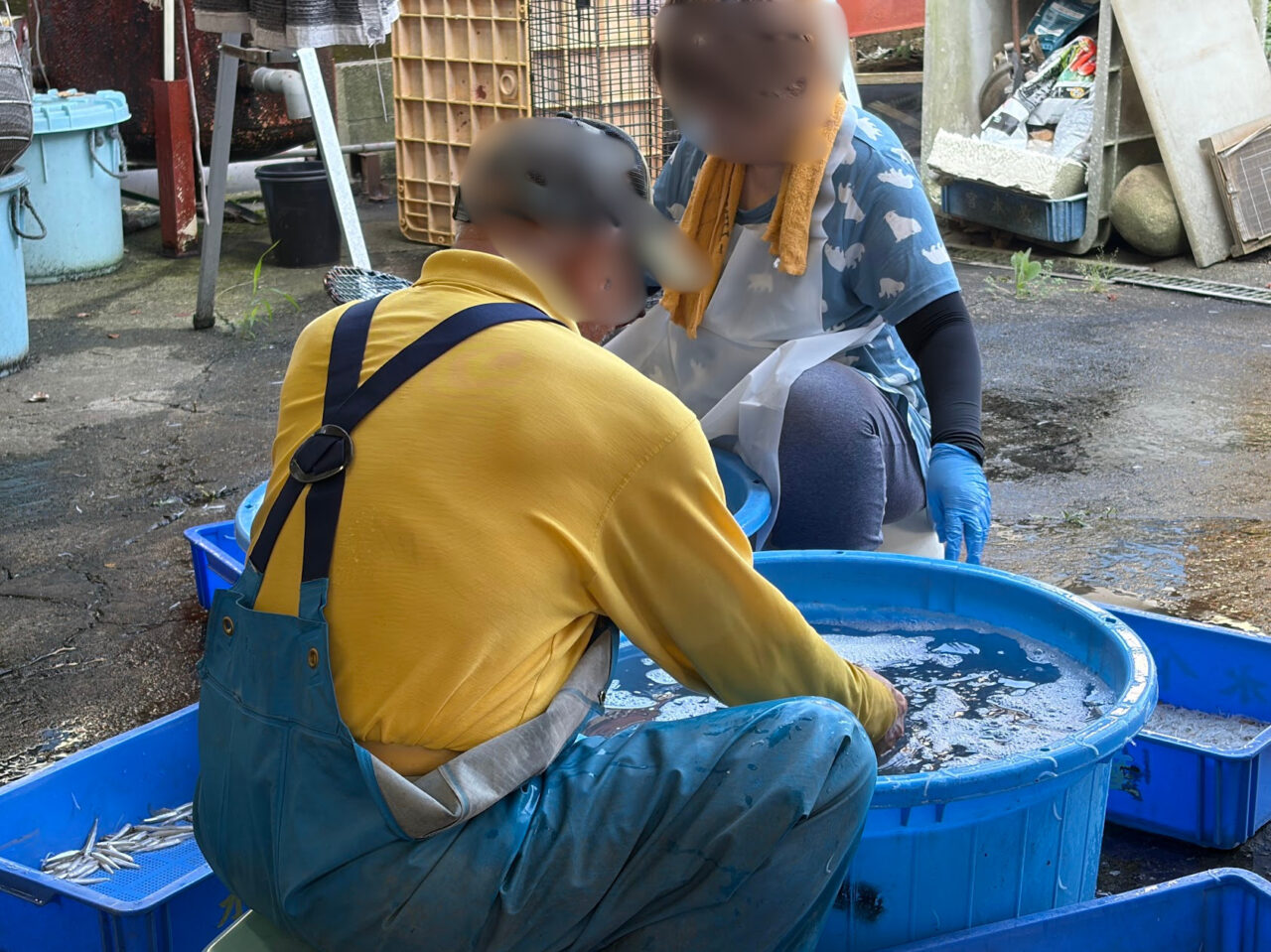 常磐商店で生白魚を選別する漁師
