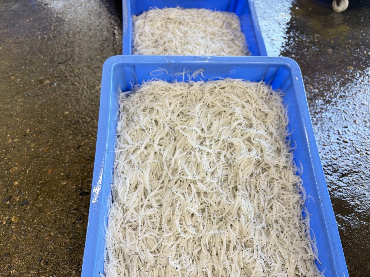 常磐商店で選別された生白魚