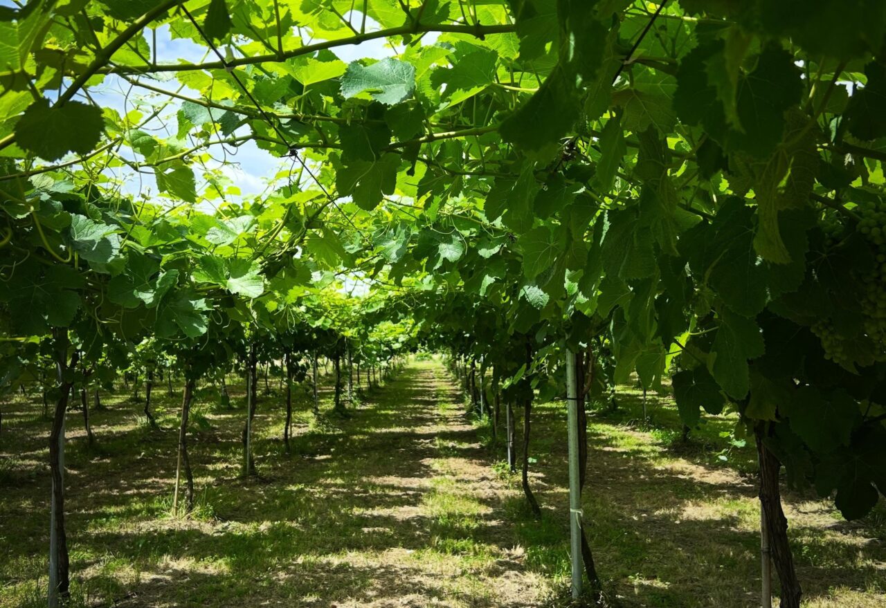 亀の発酵堂のワイナリー