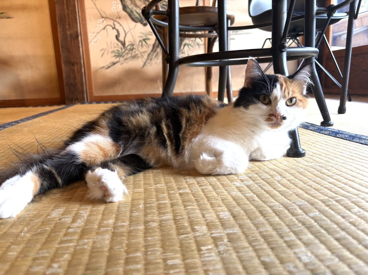 イタリア茶屋パネッツァの店猫