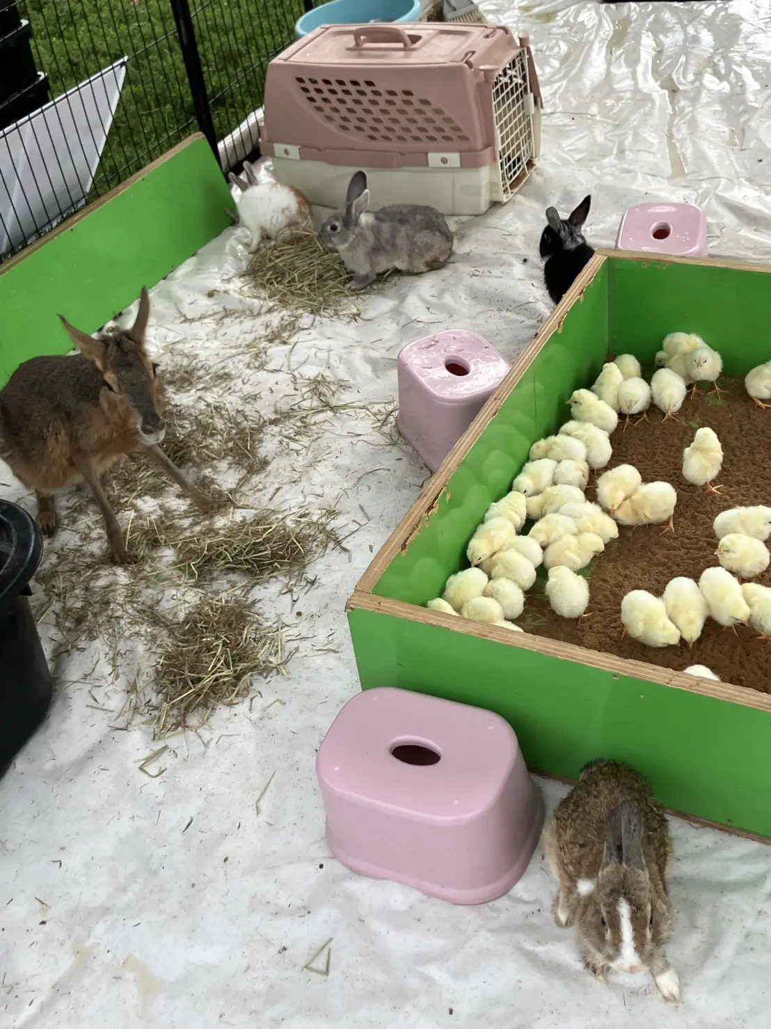世界のグルメおやつフェスティバルのふれあい動物園
