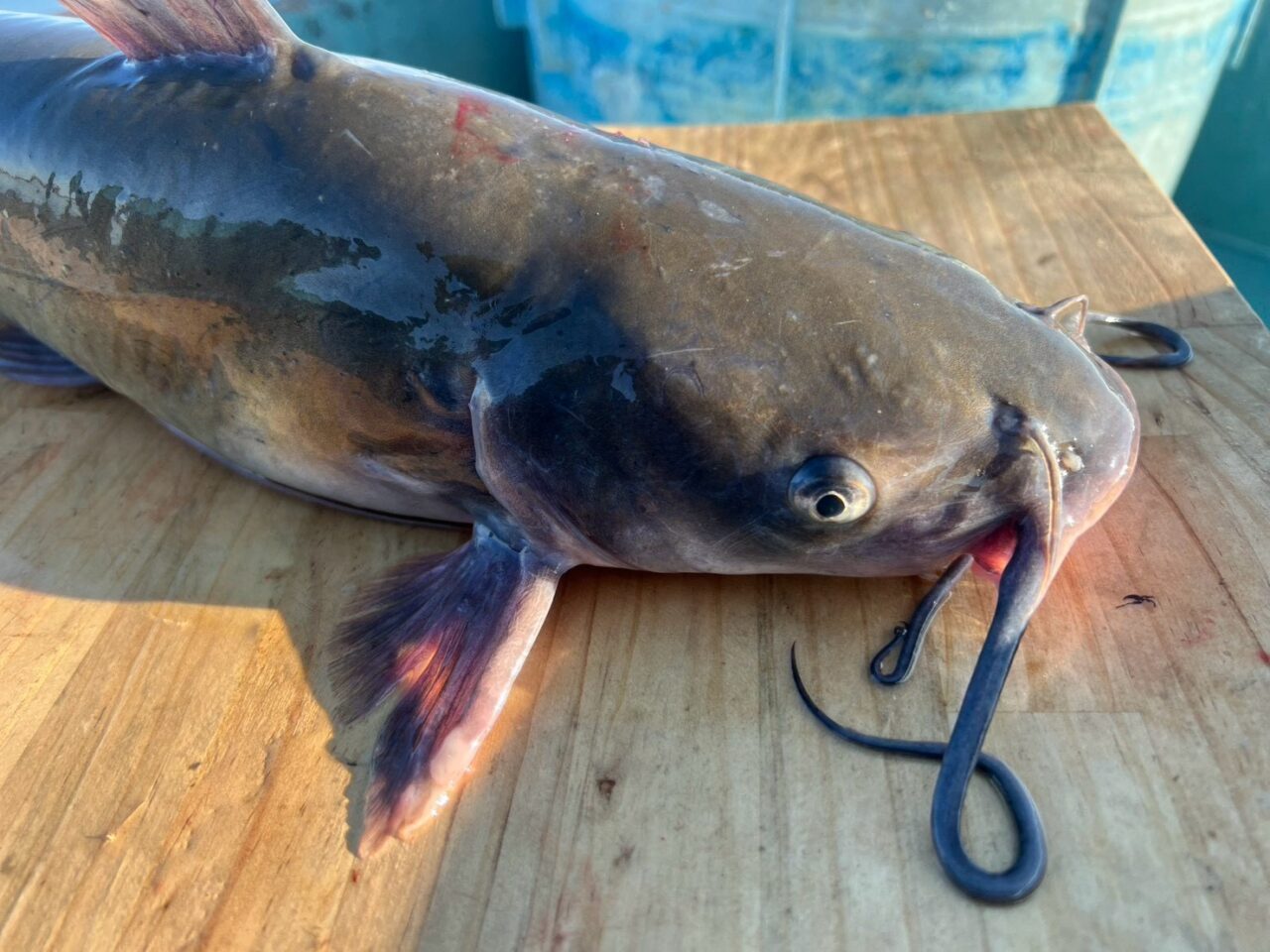 いばフェス2026のなまずブロック