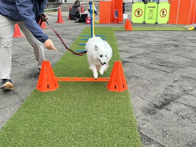 土浦わんわんフェス2026